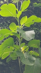 Sinapidendron gymnocalyx