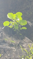 Sinapidendron gymnocalyx