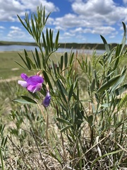Lathyrus polymorphus