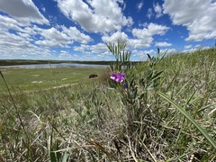 Lathyrus polymorphus