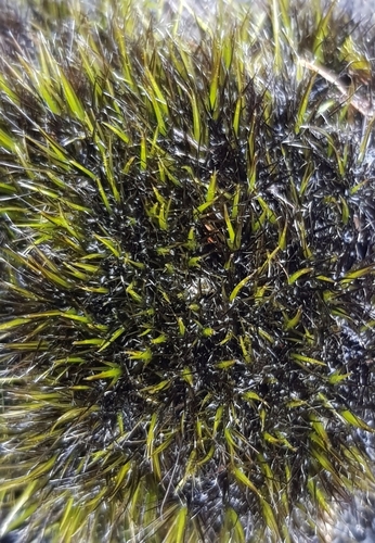 Campylopus atrovirens