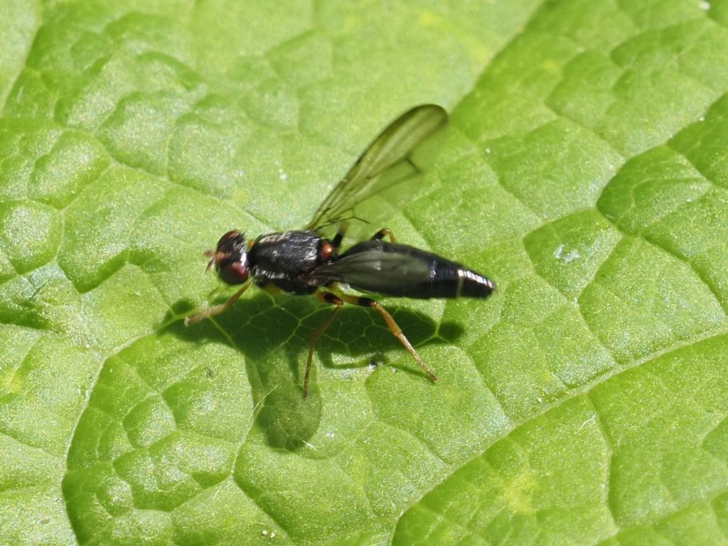 Chyliza annulipes