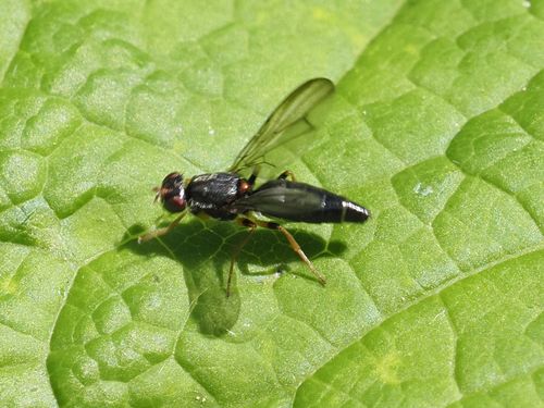 Chyliza annulipes