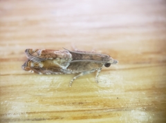 Ancylis uncella