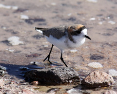 Charadrius alticola