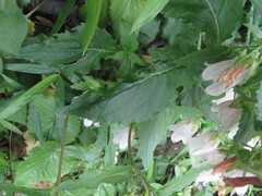 Campanula punctata hondoensis