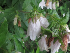 Campanula punctata hondoensis