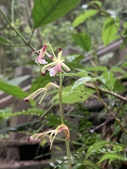 Collabium formosanum