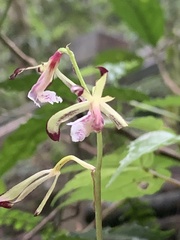 Collabium formosanum