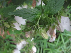 Campanula punctata hondoensis