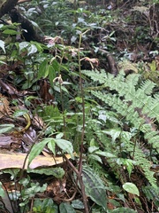 Collabium formosanum