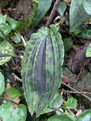 Collabium formosanum