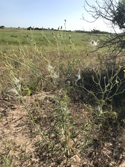 Croptilon hookerianum