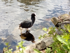 Fulica atra