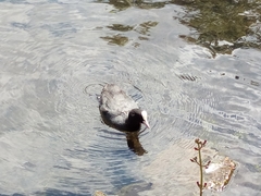 Fulica atra