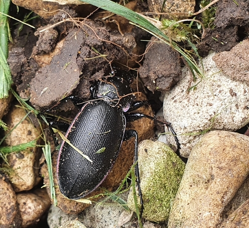 Violet ground beetle, Penybanc, Tanerdy, Carmarthen SA31 2HD, UK, photo 6 of 10