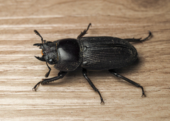 Dorcus