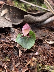 Corybas taiwanensis