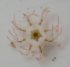 Cladonema radiatum