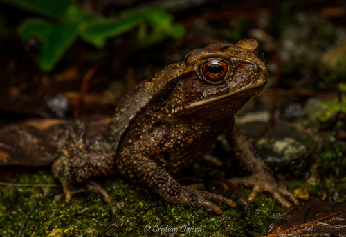 Large-crested Toad