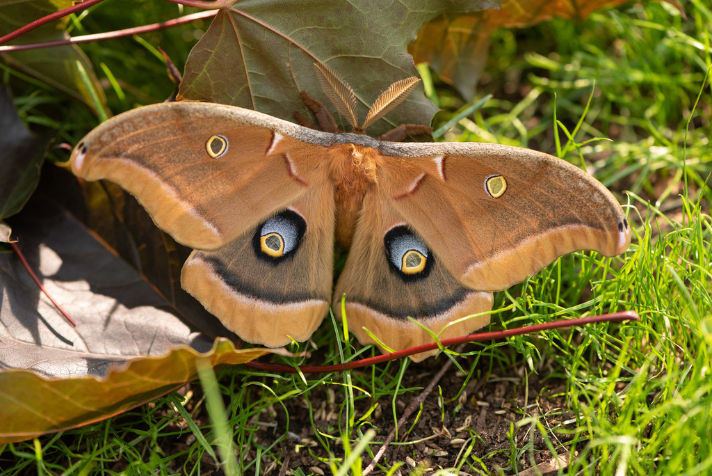 tussar moths