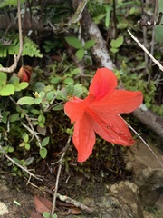 Rhododendron nakaharae