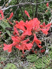 Rhododendron nakaharae