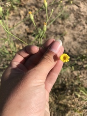 Croptilon hookerianum