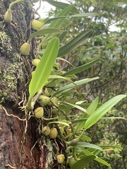 Bulbophyllum retusiusculum