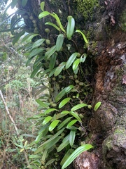 Bulbophyllum retusiusculum