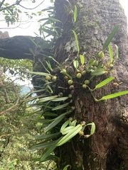 Bulbophyllum retusiusculum