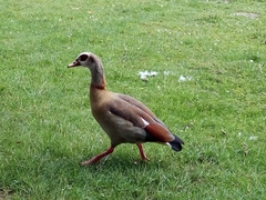 Alopochen aegyptiaca