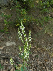 Melilotus tauricus