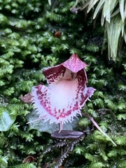 Corybas taiwanensis
