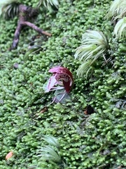 Corybas taiwanensis