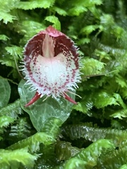 Corybas taiwanensis