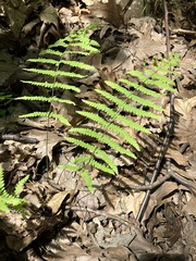 Thelypteris palustris pubescens