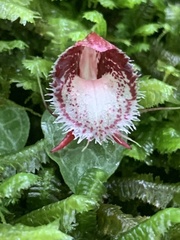 Corybas taiwanensis