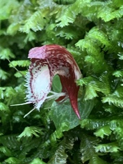 Corybas taiwanensis
