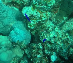 Pseudochromis fridmani