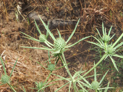 Eryngium tricuspidatum