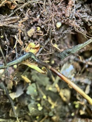 Thelypteris palustris pubescens