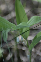 Polygonatum humile
