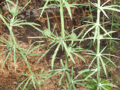 Eryngium tricuspidatum
