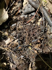 Thelypteris palustris pubescens