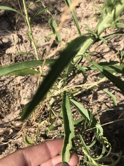 Croptilon hookerianum