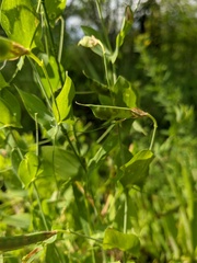 Lathyrus aphaca