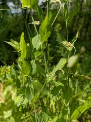 Lathyrus aphaca