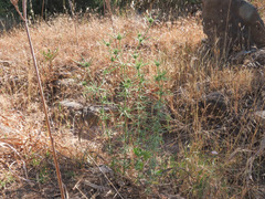 Eryngium tricuspidatum