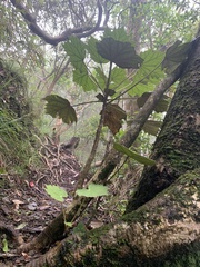 Sinopanax formosanus
